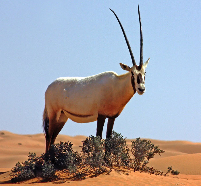 2. TIL - Arabian Oryx
