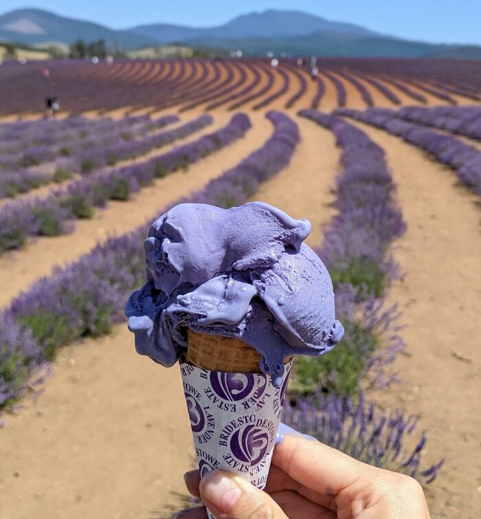 Lavender Ice Cream