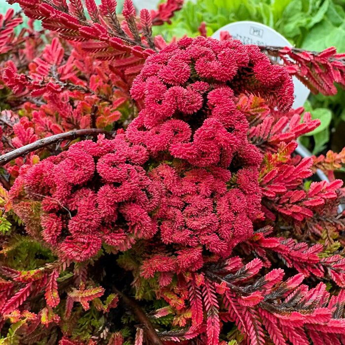 "Fasciated Calluna ‘Blazeaway’ I Found At A Local Nursery Today"
