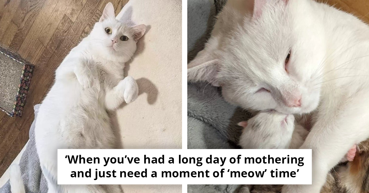 Stray Feline Mom Takes The Ultimate Risk To Give Her Little Ones A Chance At Survival