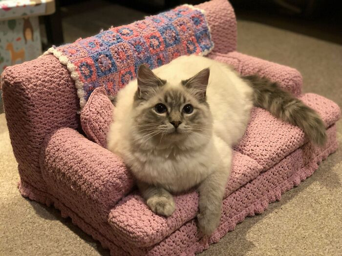 29. Floofy Boi (And Girl, Swipe) On Their New Couch