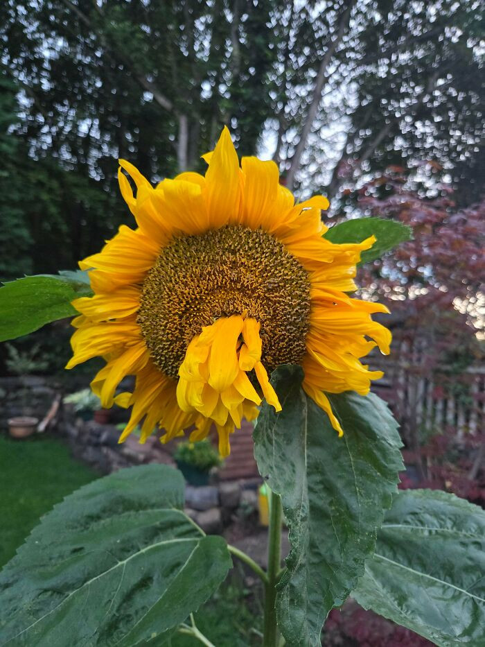 "Sunflower Not Feeling Well"