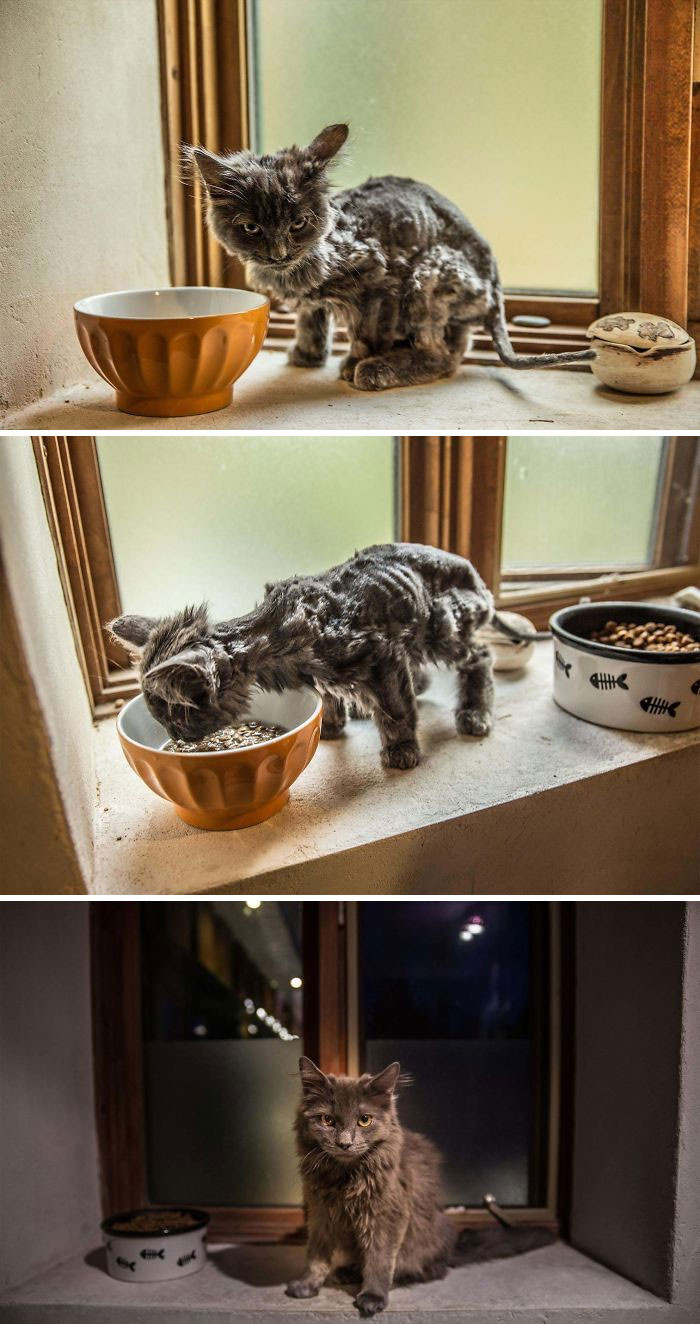 "This Is Barley! My Son And I Found Her By The Road"