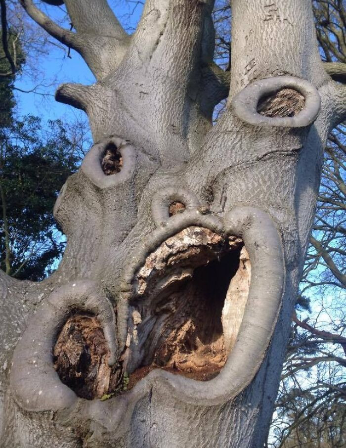 My Sister Spotted This Tree Growing Outside A Retirement Home