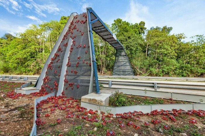 1. Crab Overpass On Christmas Island, Preventing Migrating Crabs From Getting Run Over