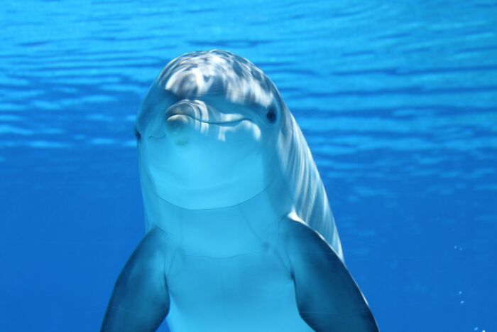 28. Dolphins: The original sea stoners, proving even in the animal kingdom, it's puff, puff, pass with a pufferfish.