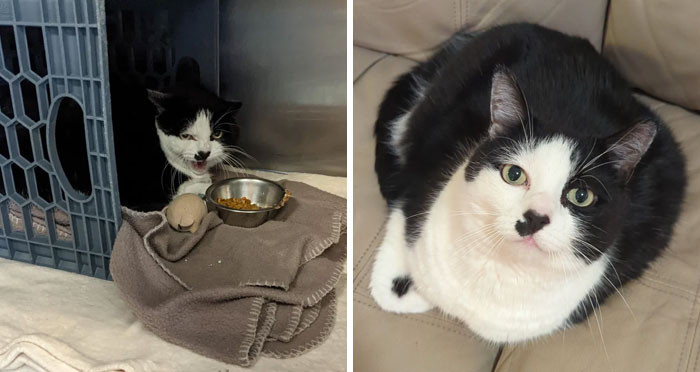 "Before vs. After Adoption"