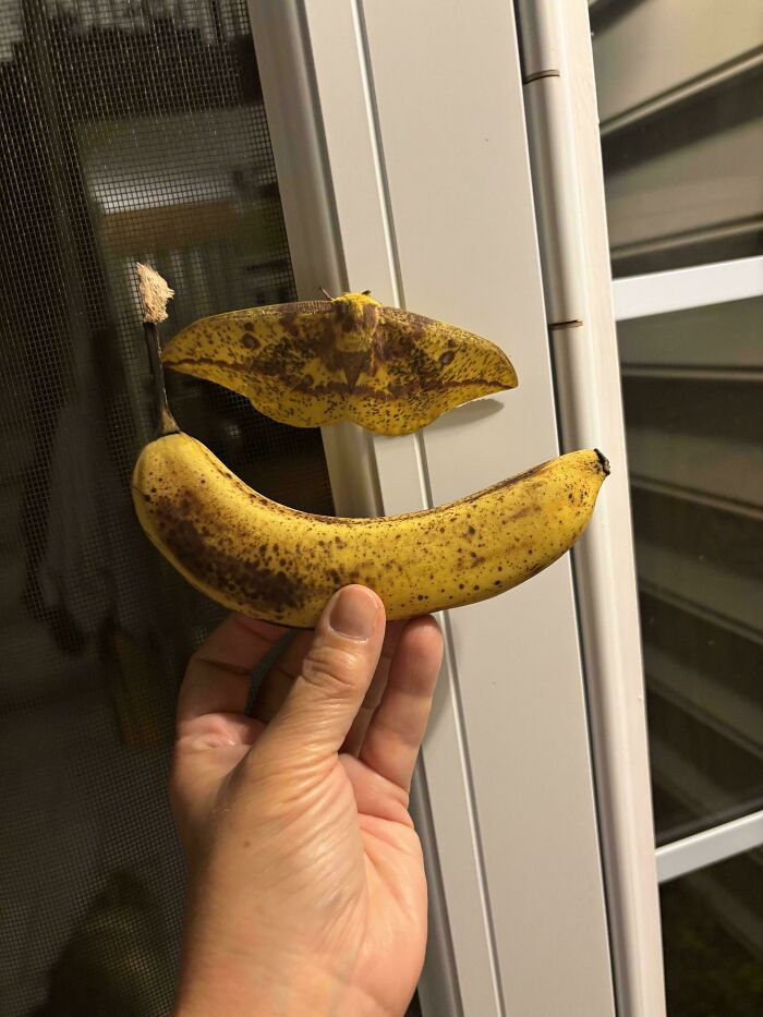 "Imperial Moth?"