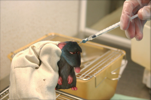 19. Ratatouille - sacrificed to the altar of science.