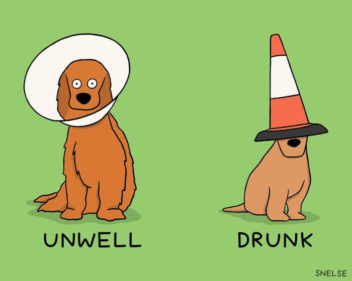 29. Dog Cones