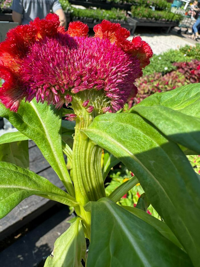 "Found My First Fasciation At My Local Nursery"