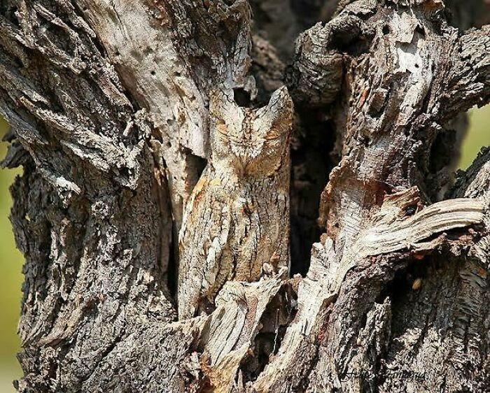 23. Find The Owl