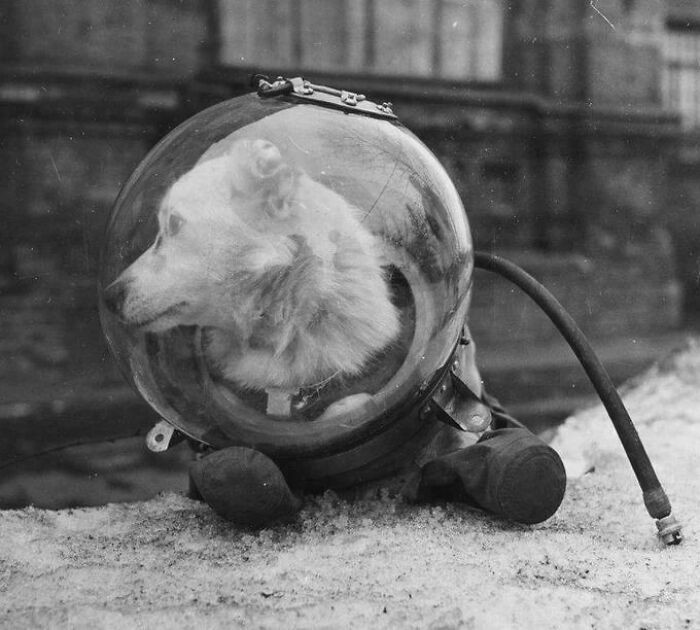 "Belka The Space Dog Upon Returning From Her Cosmic Voyage. Ussr, August 1960"