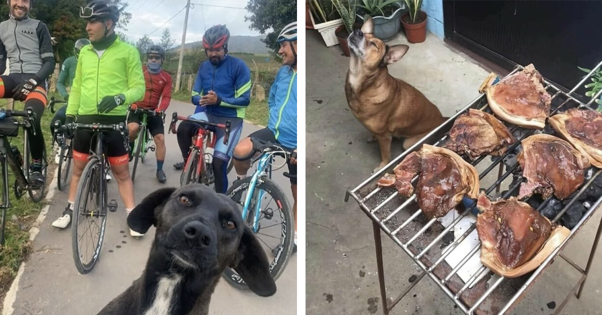 Someone Captured 21 Dogs Being Absolutely Ridiculous, and the Internet Is Obsessed