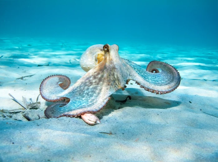 Researcher administers MDMA to an octopus, studying serotonin-driven behavior changes