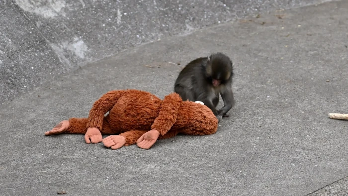 Young macaque in enclosure, topic focuses on abandonment effects and heartbreak