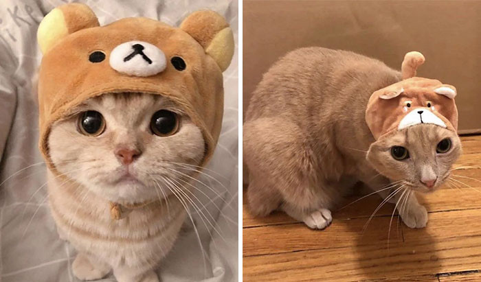 47. BFF Got This Bear Hat For My Cat To Recreate An Adorable Instagram Post She Saw