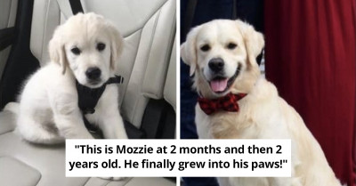 30+ Pawstively Precious Photos That Perfectly Showcase How Awesome These Cats And Dogs Grew To Be Over Time