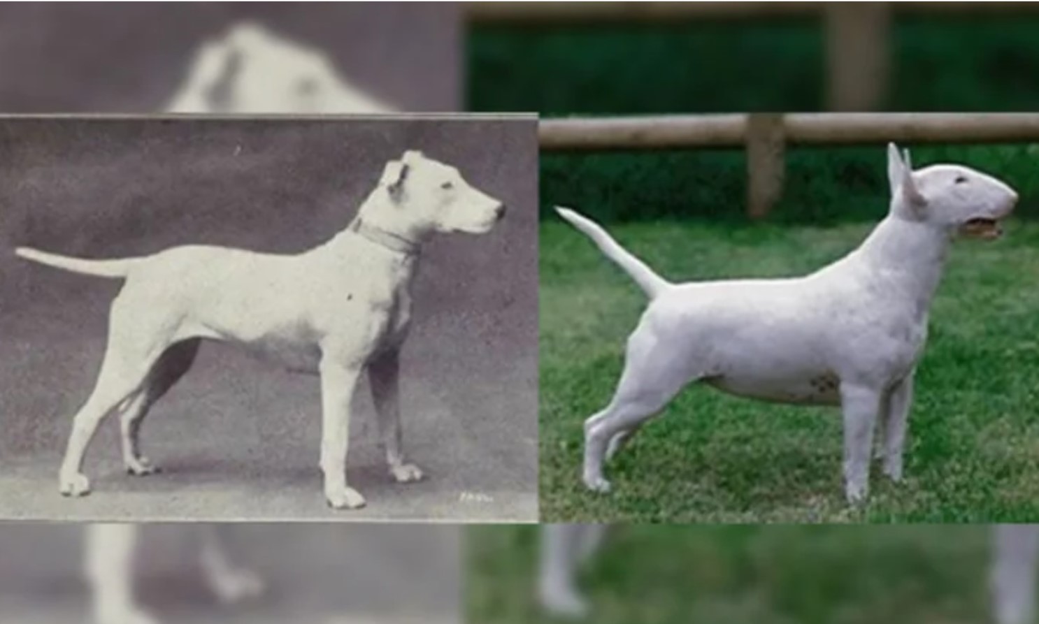 What atrocities have we done to dogs over the past 100 years?