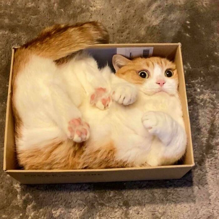 "Look At Them Beans!!"
