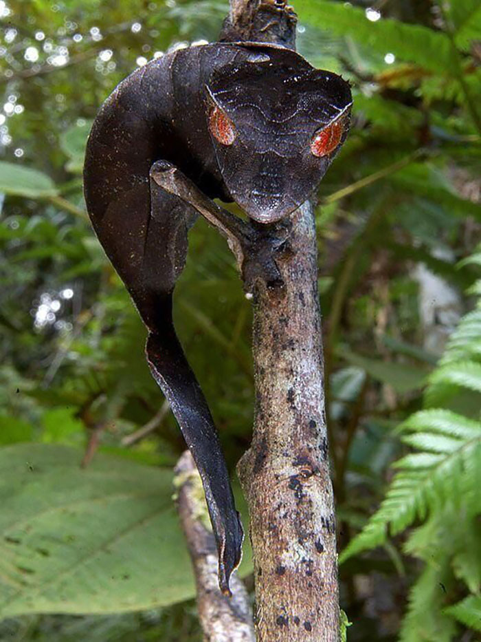 17. Fierce-looking Satanic Leaf-Tailed Gecko (Uroplatus phantasticus).