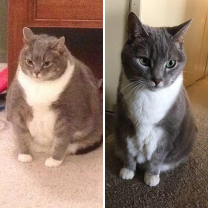 "M/07/1'3" [23lbs > 13lbs = 10lbs] Still A Bit To Go, But My Owner No Longer Refers To Me As His Chunky Boy!"
