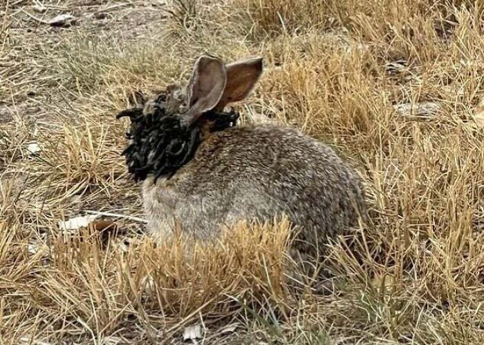 'Rabbits In Colorado Spotted With Tentacle-Like Growths On Their Heads From A Rare Virus'