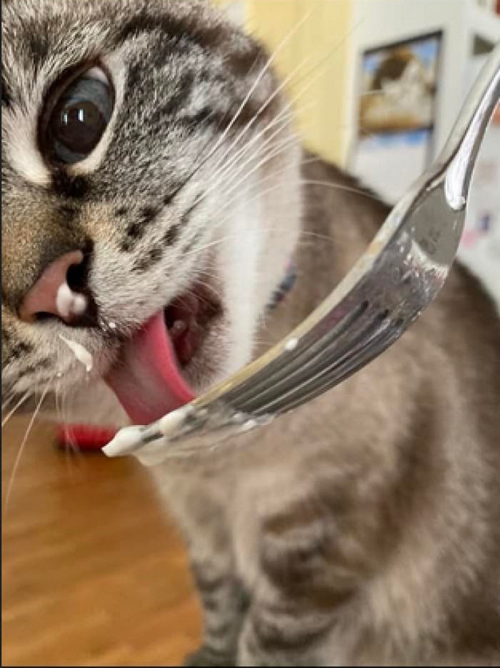 1. This cat is fancy-fancy.