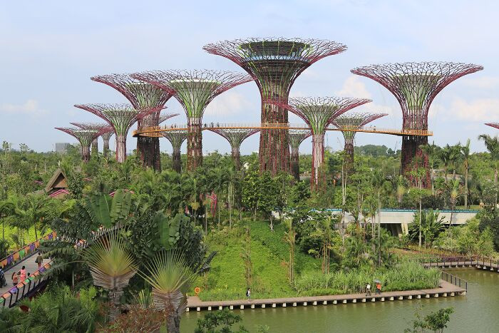 "Supertree Forest In Singapore"