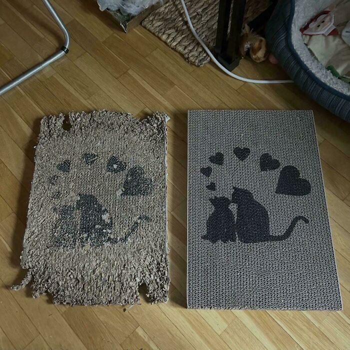"Cat’s Old Scratch Pad vs. New One"