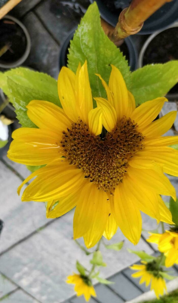 "Heart Shaped Flower"