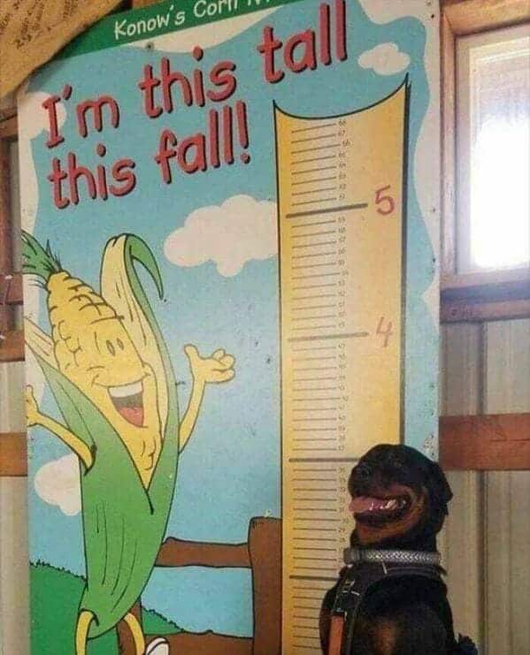 17. I'll be taller soon