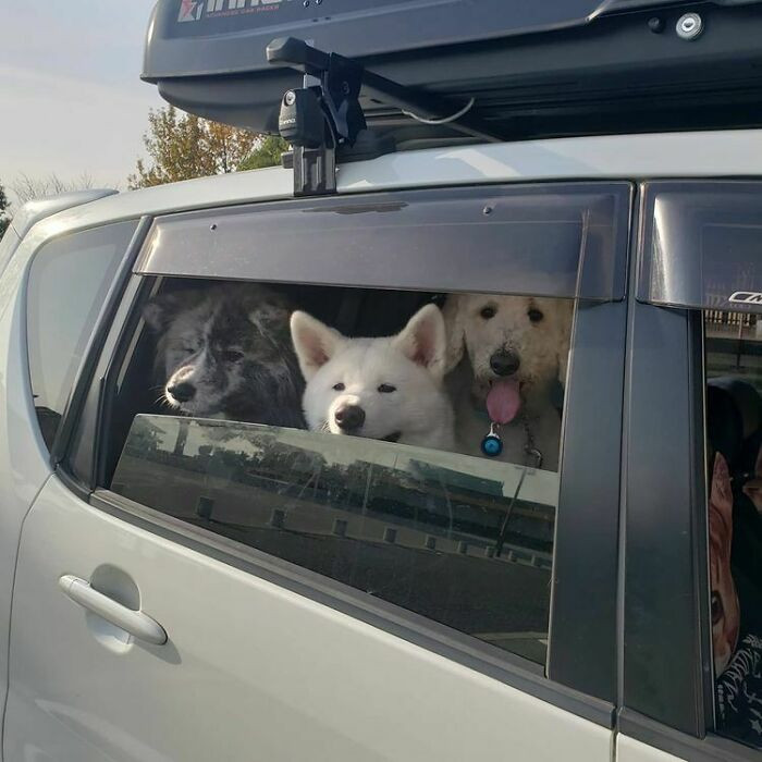 "Get In Loser We're Going On Walkies"