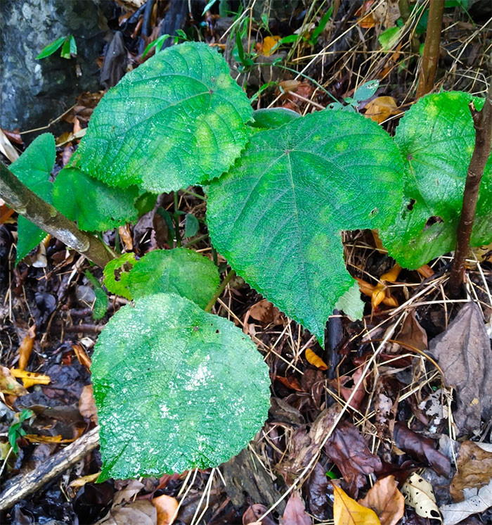 In Australia, there is a plant known as the “suicide plant” because its sting can cause long-lasting effects and extreme pain, severe enough that contact with it has driven some people into serious psychological distress.