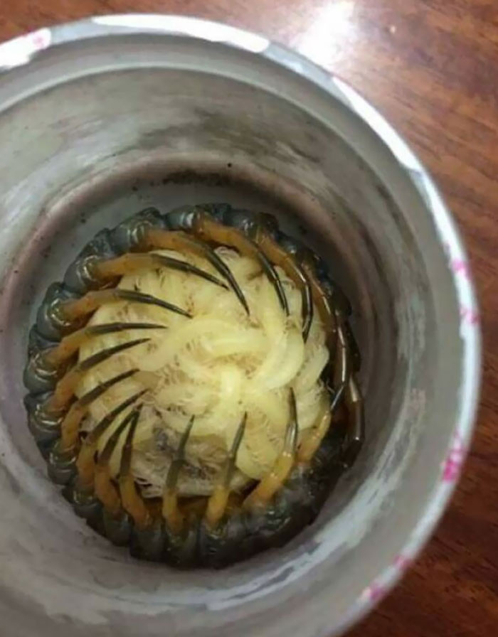 22. A centipede mother embracing her offspring.