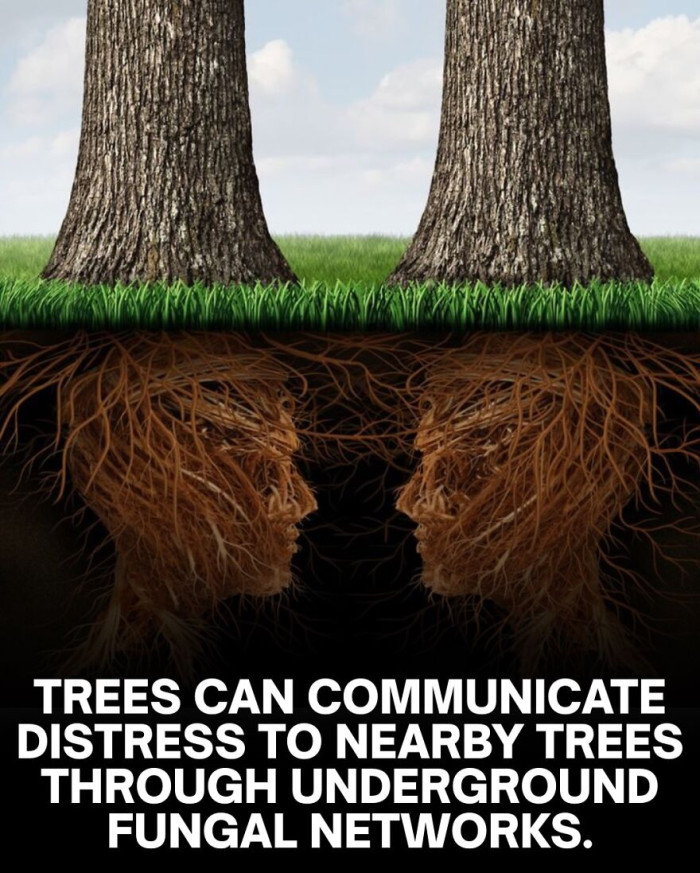 18. Another buzzling fact