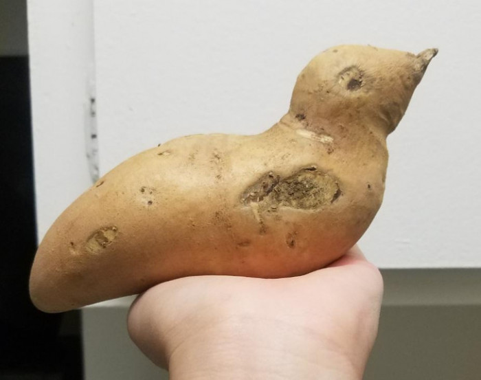 9. A sweet potato with a bird-like form. Or perhaps gods imprisoned it inside this vegetable millennia ago as punishment for rebellion.