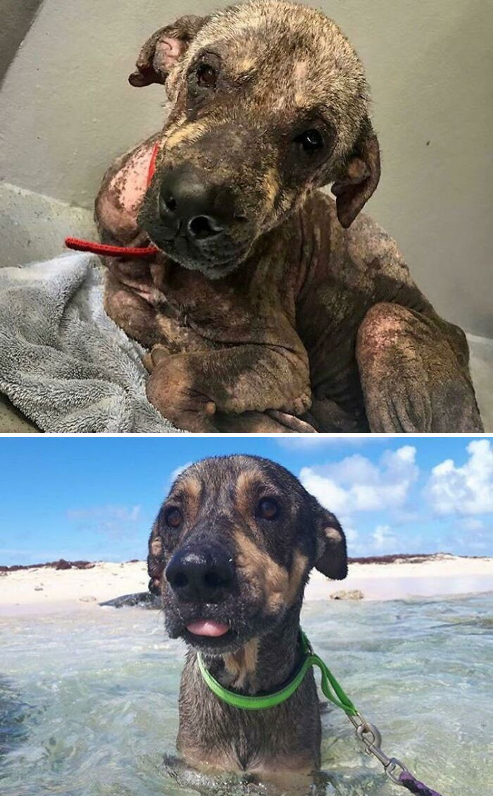 "Ozzy The Island Doggo"