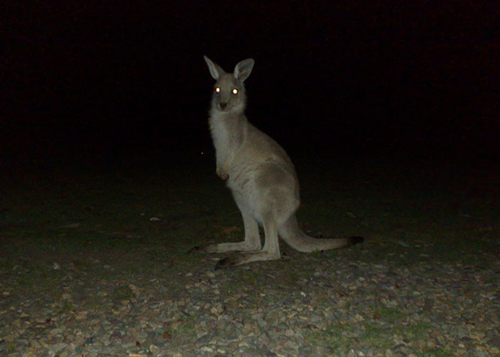 15. “I just certified as a call taker and got mandated for overtime (of course) on my first shift.”