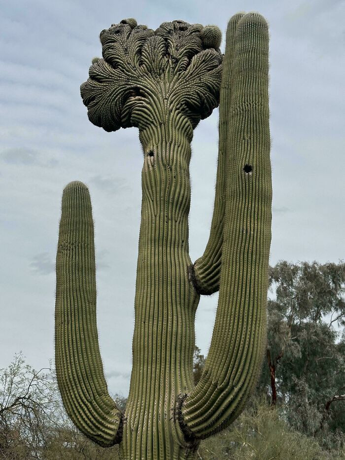 "Best Fasciation I’ve Ever Seen"