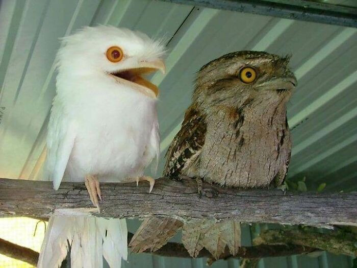 "A Tawny Frogmouth Pair, One Of Which Is Albino Or Leucistic"