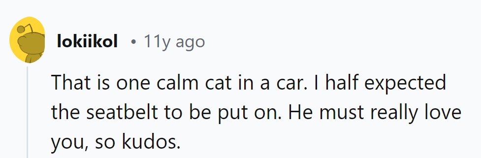 Indeed, that cat's got more chill than a snow cone in Antarctica! Must be true love.