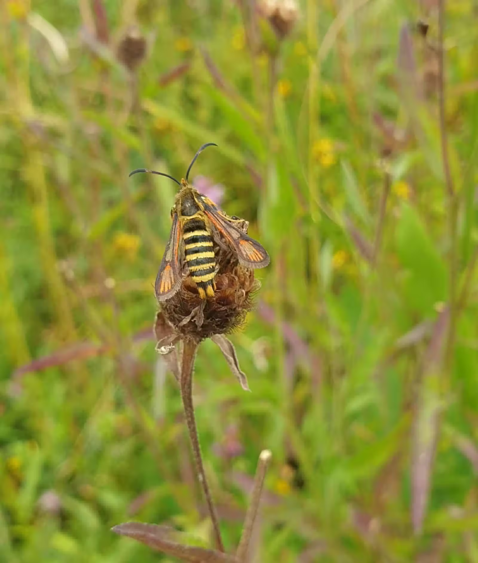 According to the National Trust, the rapid increase in biodiversity can be traced to a few key factors — a major expansion project that began in 1999, warmer weather patterns encouraging species migration, and improved monitoring technology that makes it easier to identify new finds.