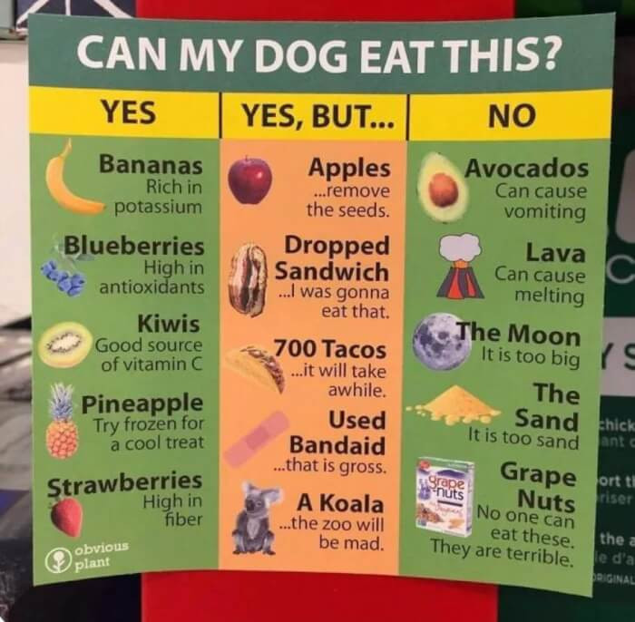17. Important Information for All Dog Owners