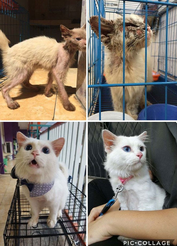 "My Boy Yuzu Was A Stray Found By A Friend Of Mine With The Worst Case Of Scabies We've Ever Seen (We're All Vet Students)"