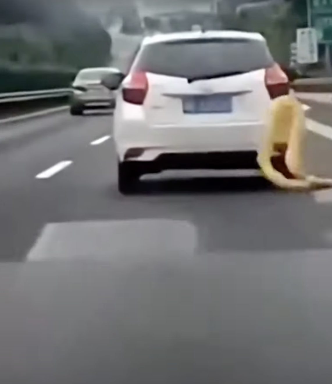 Highway workers eventually rescued it.