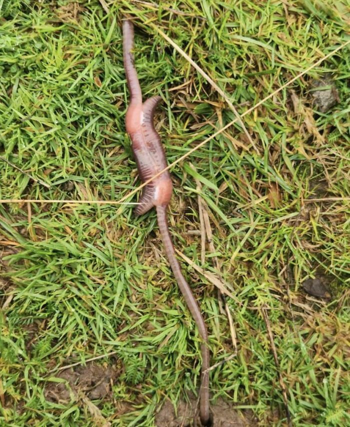 These Worms I Found Outside