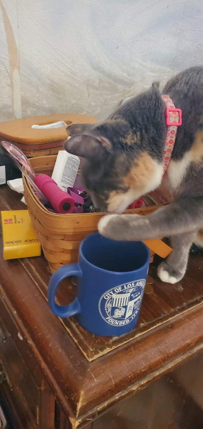 15. When the mood is right, this kitty likes to dip her paws in mommy's coffee, to drink a little in her own peculiar way.