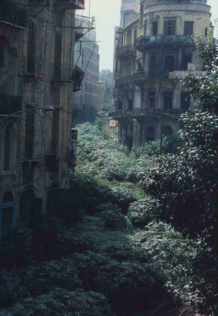 The Green Line Demarcation Zone, Beirut, Lebanon, 1982