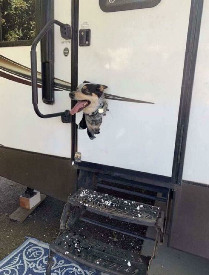 "WCGW Locking Your Dog In The RV"